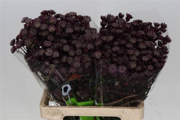 Astrantia Astrantia