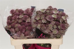 Astrantia - Pink