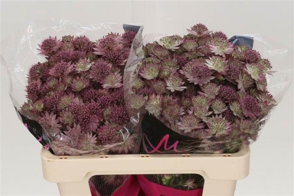 Astrantia - Pink