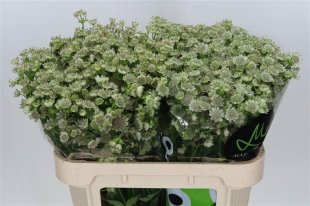 Astrantia - White