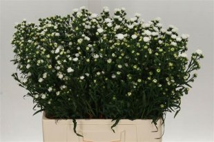 Aster (September) - White