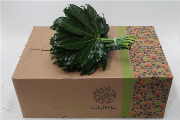 Fatsia Fatsia