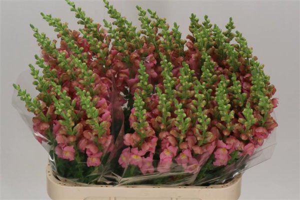 Antirrhinum Antirrhinum