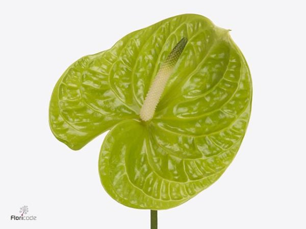 Anthurium Anthurium
