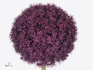 Alium - Purple