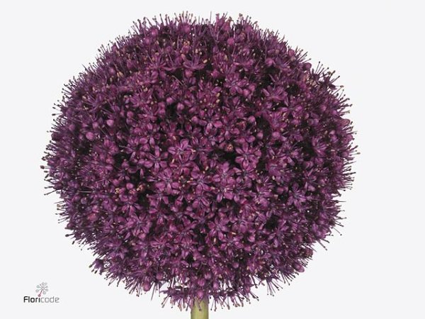 Alium - Purple