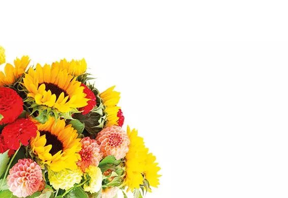 SGL - SUNFLOWER & ALLIUM MIX