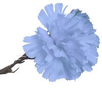 Artificial - Carnation - Baby Blue