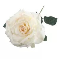 Single Aidde Rose Cream (74cm)