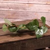 Artificial - Salal