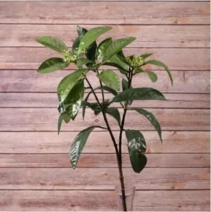 Artificial - Croton